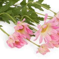 Daisy Bush Flower