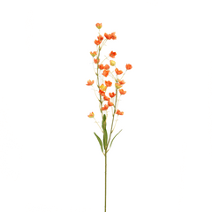 Orange Bellflowers