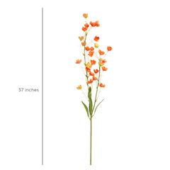 Orange Bellflowers