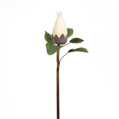 Protea Flower Bud