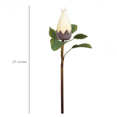 Protea Flower Bud
