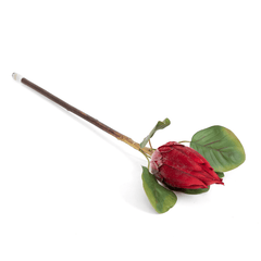 Protea Flower Bud Red
