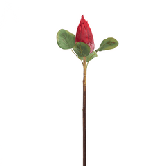 Protea Flower Bud Red
