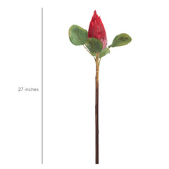 Protea Flower Bud Red
