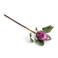 Protea Flower Bud Purple