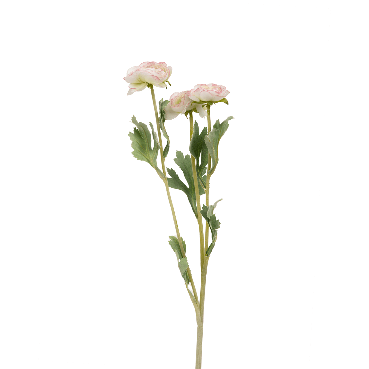Ranunculus Flower Small