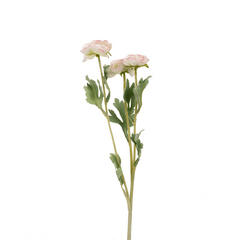 Ranunculus Flower Small