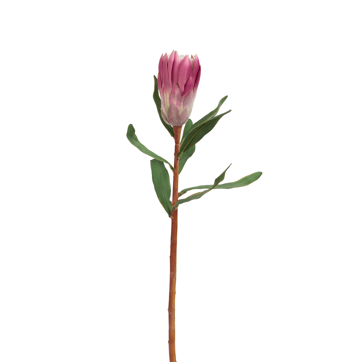 Princess Protea Flower