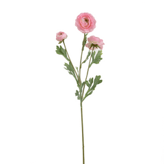 Ranunculus Flower Large