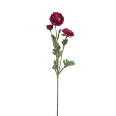 Ranunculus Flower Pink