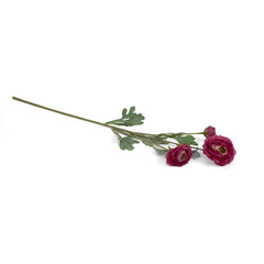 Ranunculus Flower Pink