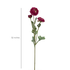 Ranunculus Flower Pink