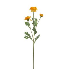 Ranunculus Flower Large Orange