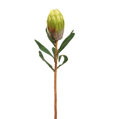 Queen Protea Flower Green