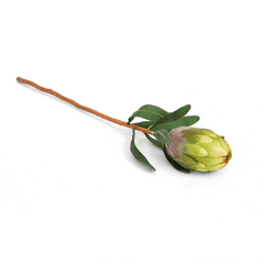 Queen Protea Flower Green