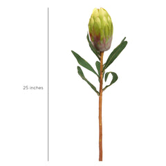 Queen Protea Flower Green