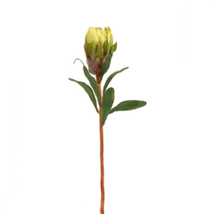 Queen Protea Flower Bud Green