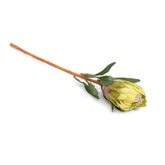 Queen Protea Flower Bud Green