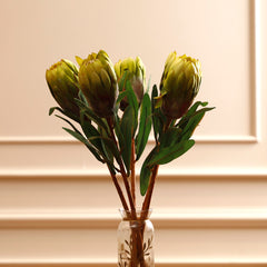 Queen Protea Flower Bud Green