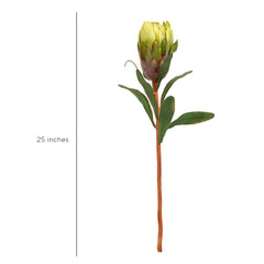Queen Protea Flower Bud Green