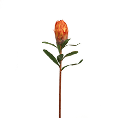 Queen Protea Orange Flower Bud