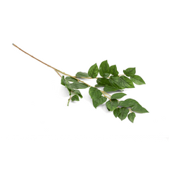 Sabah Leaf Dak Green