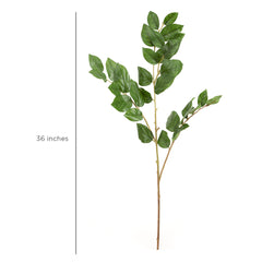 Sabah Leaf Dak Green