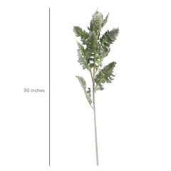 Senecio Cineraria Leaves Olive