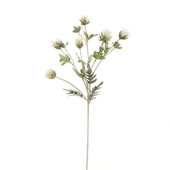 Thistle Flower White