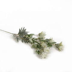 Thistle Flower White