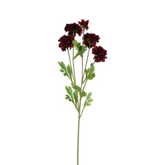 Beauty Zinnia Flower
