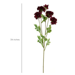 Beauty Zinnia Flower