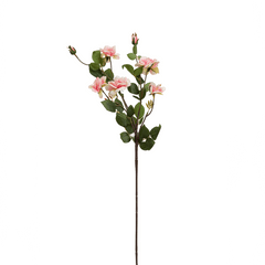 Carmel Rose Flower