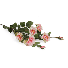 Carmel Rose Flower