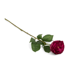 Peking Cabbage Rose with Leaves Maroon