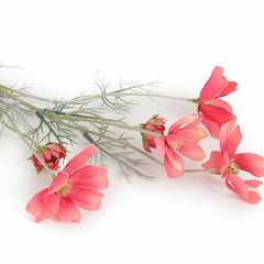 Cosmos Pink Flowers