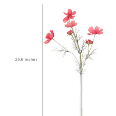 Cosmos Pink Flowers