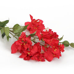 Bougainvillea Red Flowers