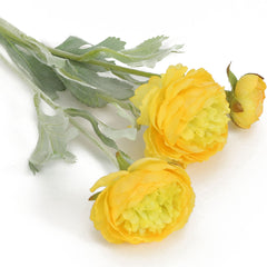 Aconitum Yellow Flowers