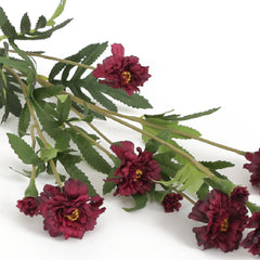 Marigold Purple Flowers