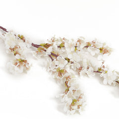 White Cherry Blossom Flowers
