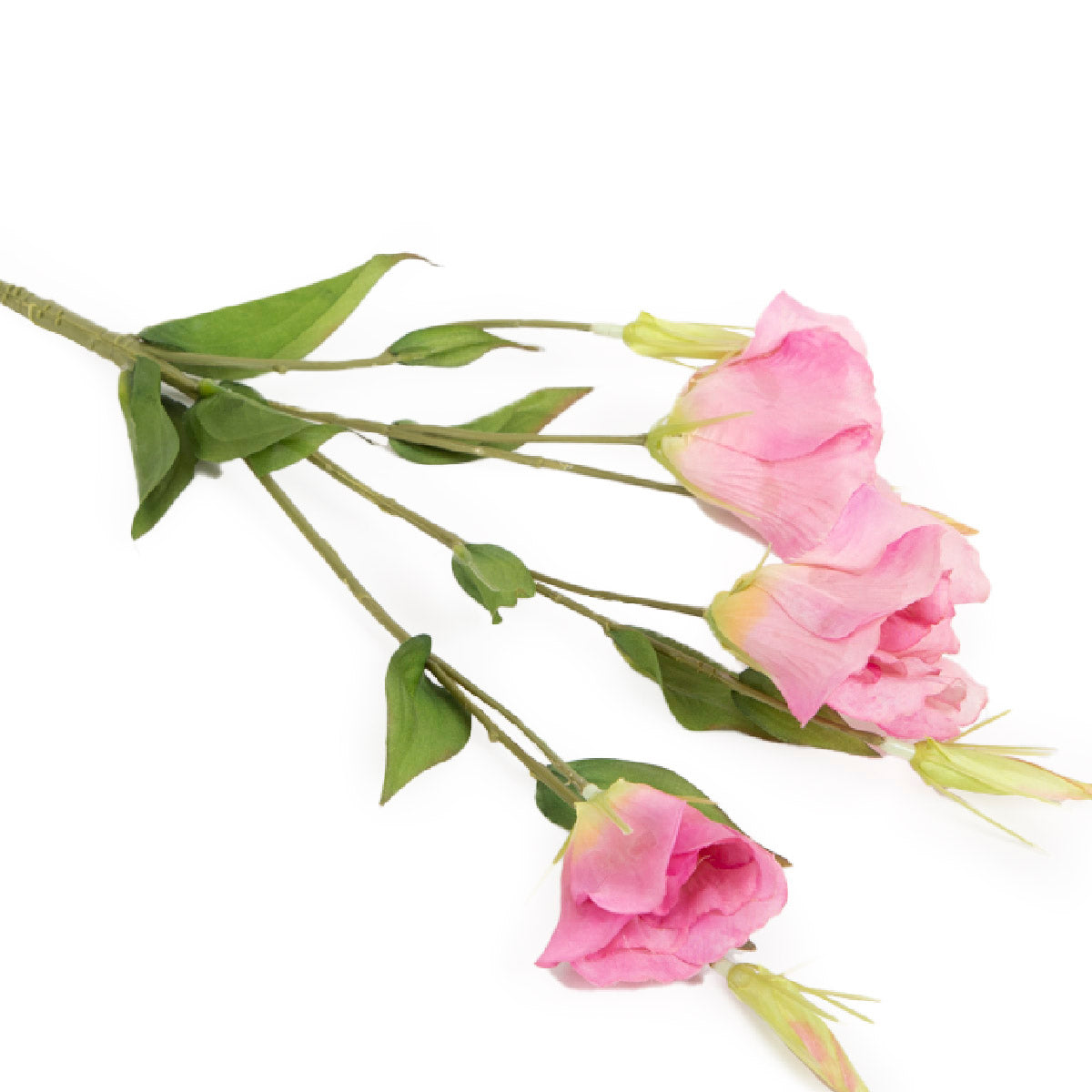 Pink Lisianthus Flowers
