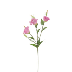 Pink Lisianthus Flowers