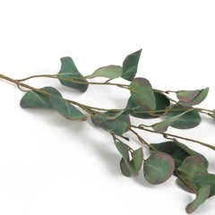 Green Eucalyptus Stem