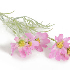 Pink Sky Cosmos Flowers
