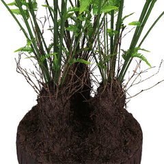 Ferns
