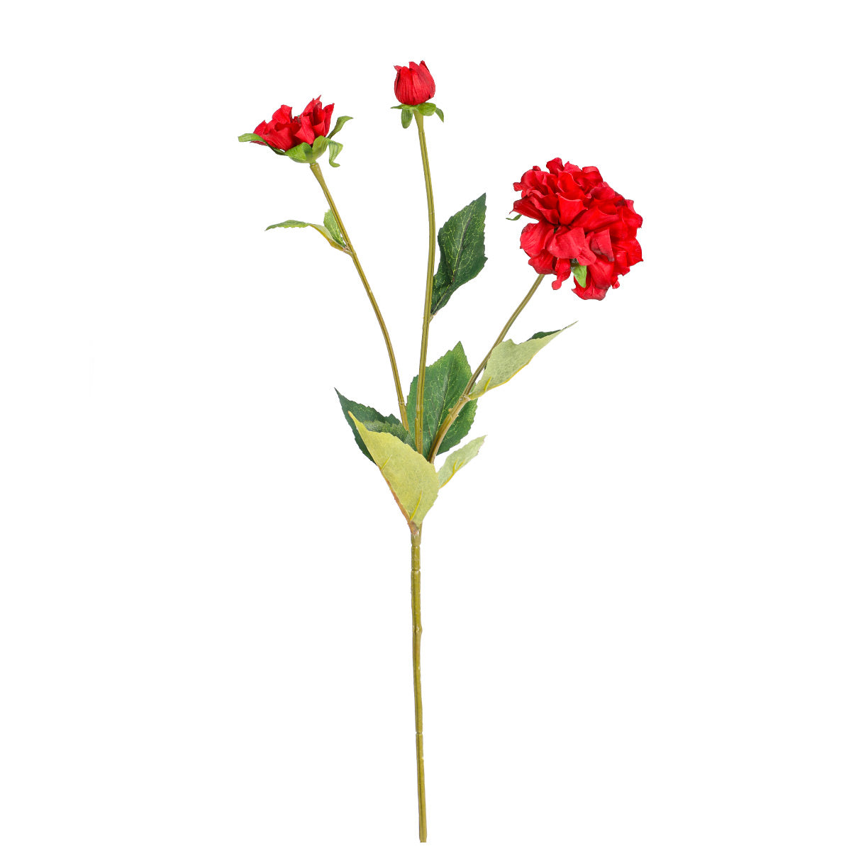 Zinnia Red Flowers