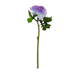 Aconitum Blue Flowers - Home4u