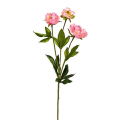 Pioen Pink Flowers - Home4u