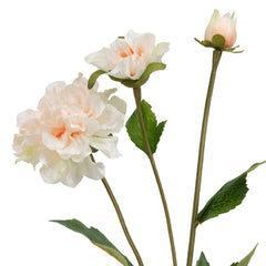Zinnia Flower Peach